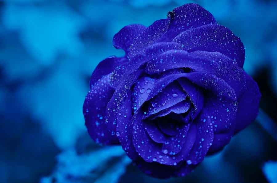 blue flower