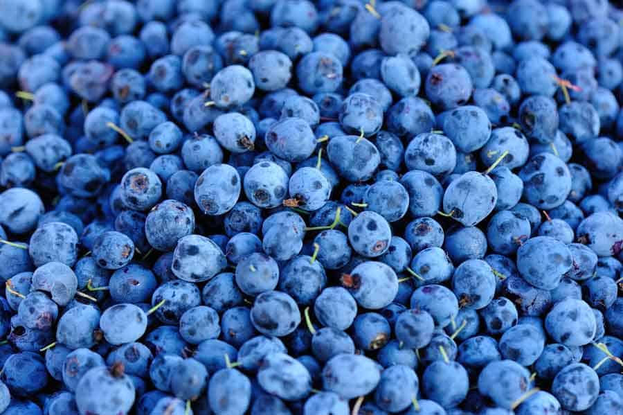 blueberries