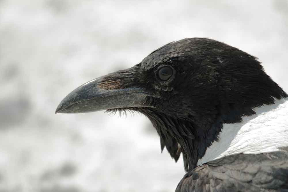 Crow Close up