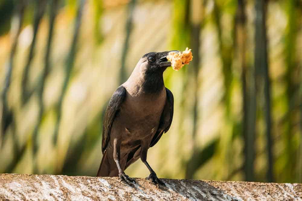 Crow perched with food