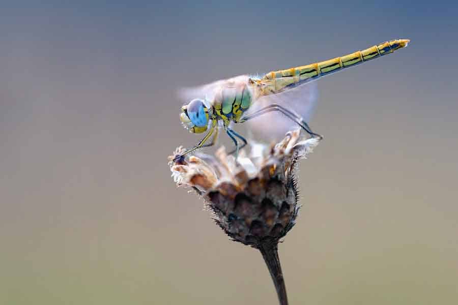 macro photo of dragonfly