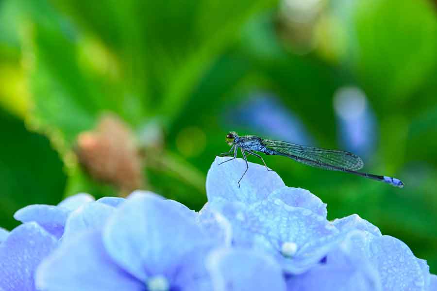 dragonfly on flower