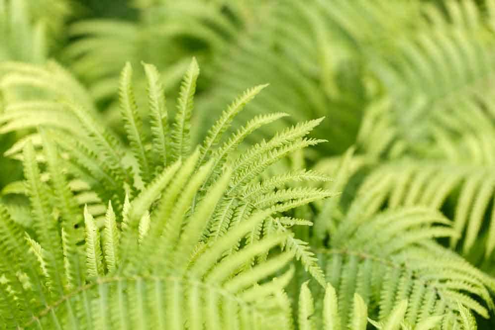 Green Fern