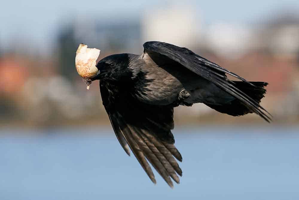 Crow Flying with food