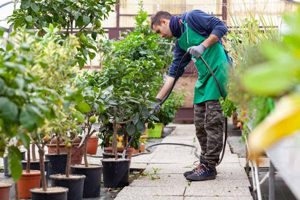 Man Watering Lemons
