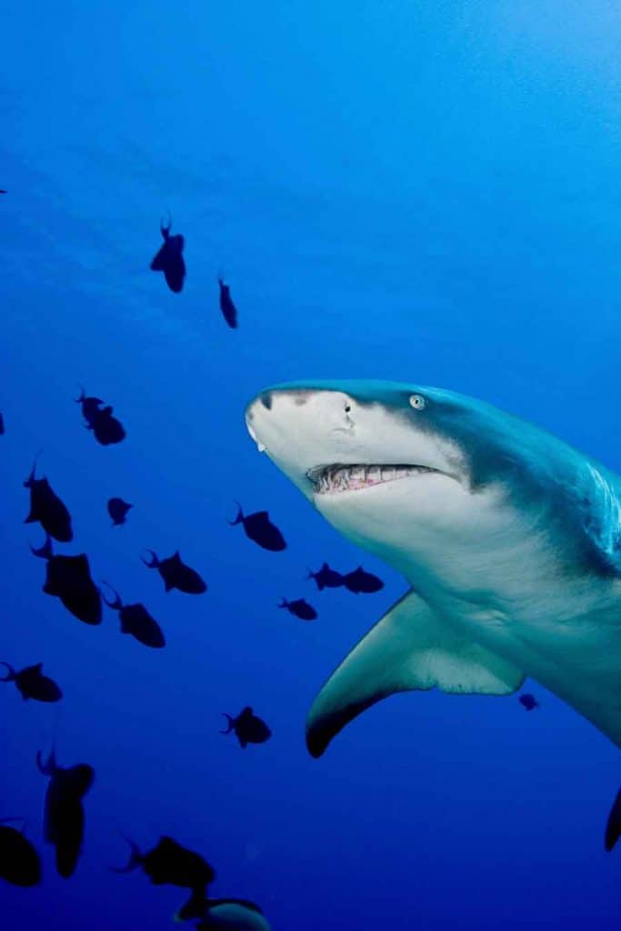 shark with dinner