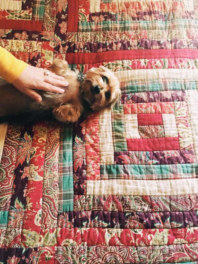 A hand pets a small dog lying face-up on a quilt.