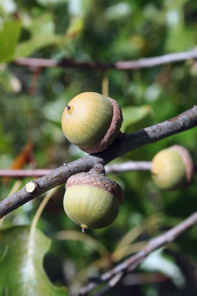 Acorns