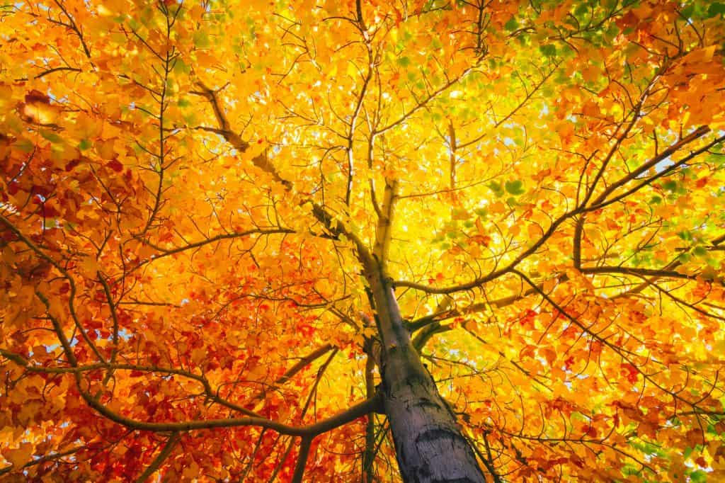 Autumn tree