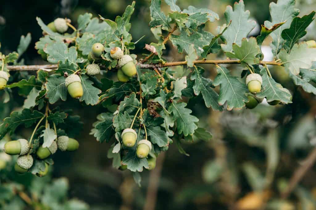 acorn meaning protection