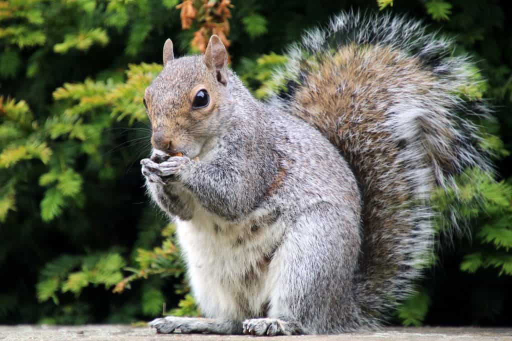 Eastern Grey Squirrel