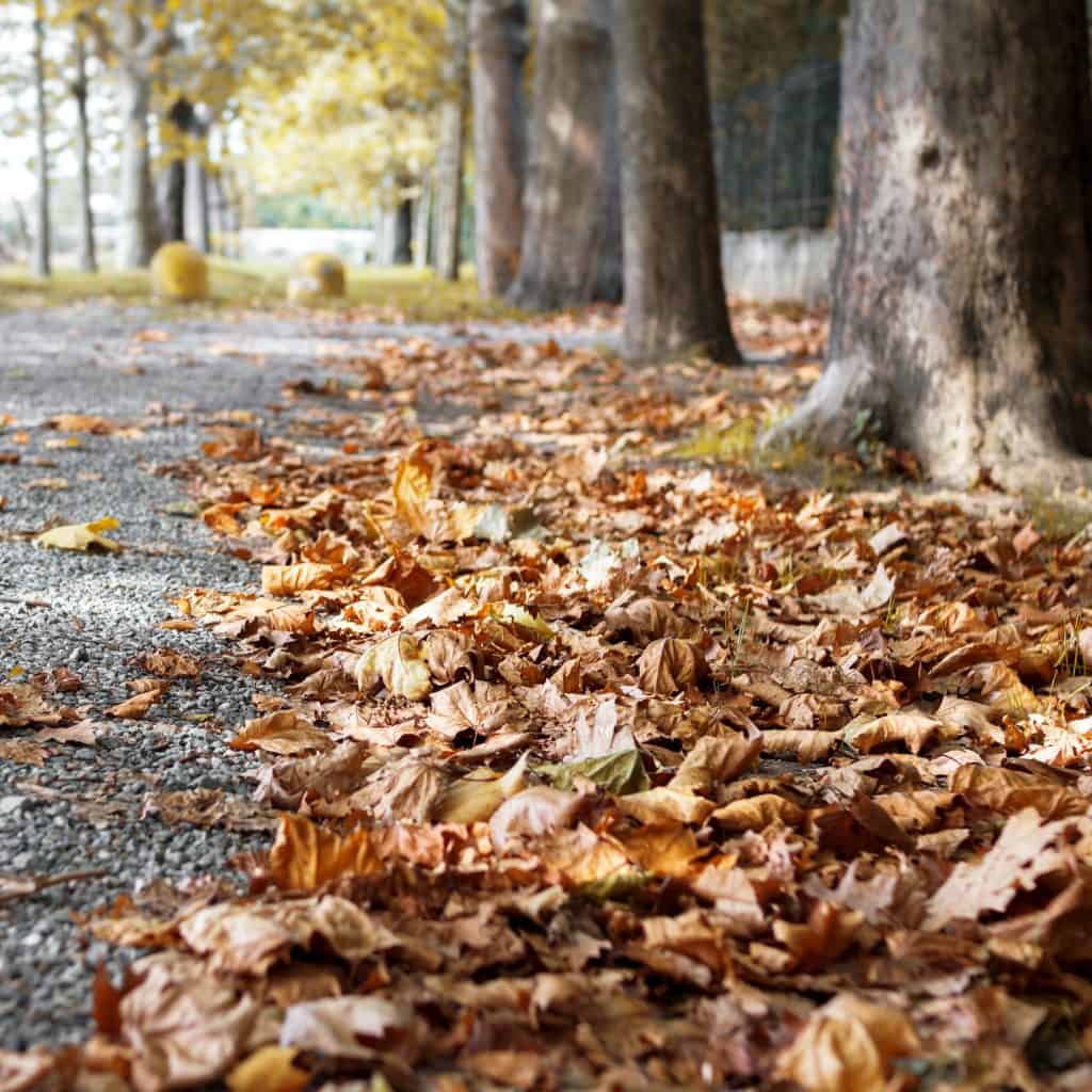 Fallen autumn leaves