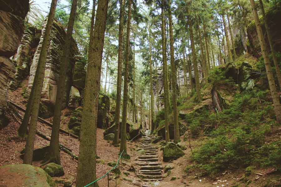 forest stairs