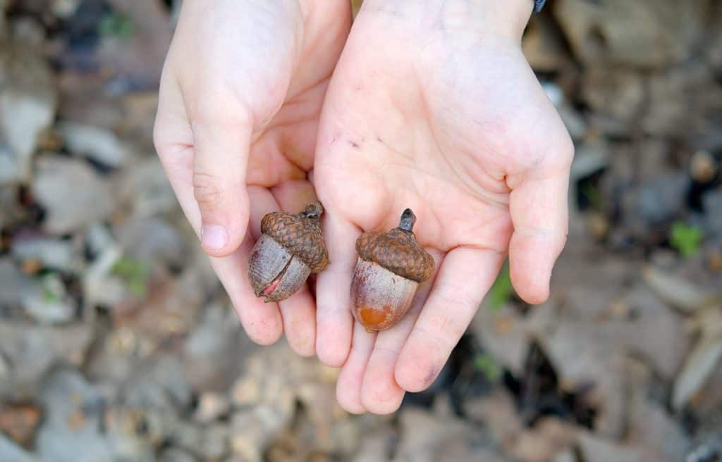 hands of acorns