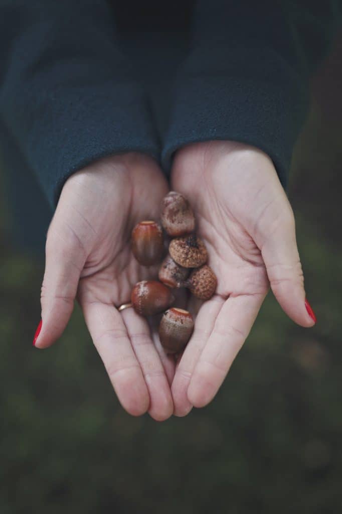 In the hands of women are acorns