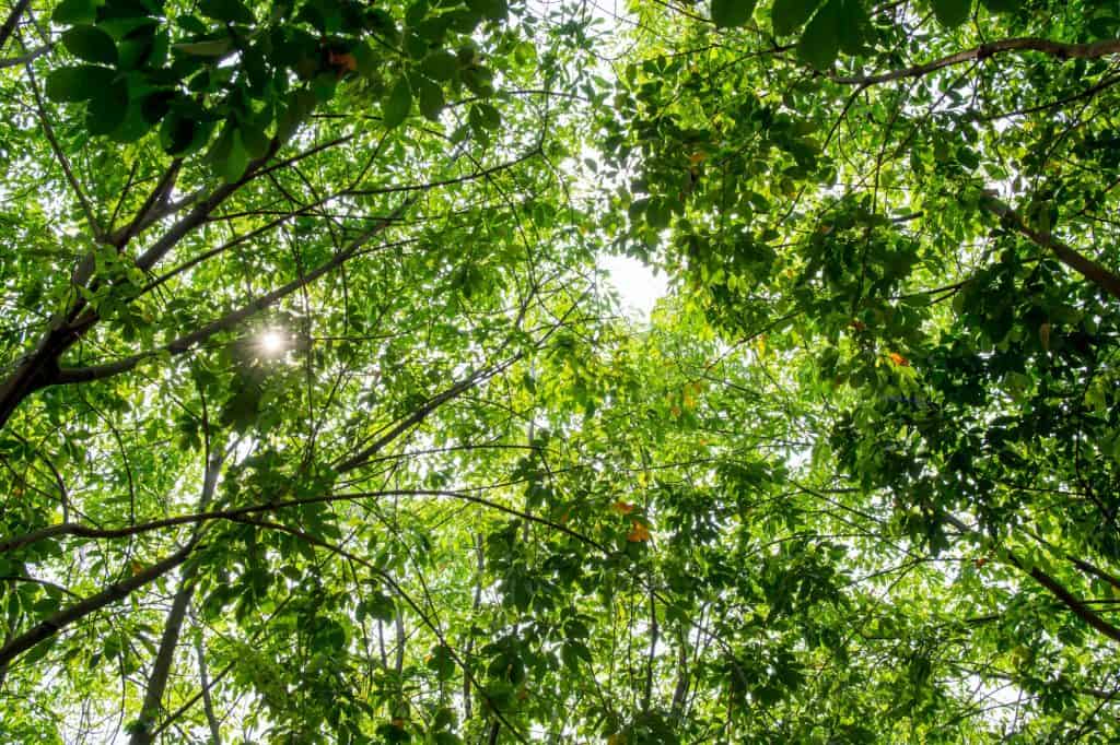 Leaf of rubber tree