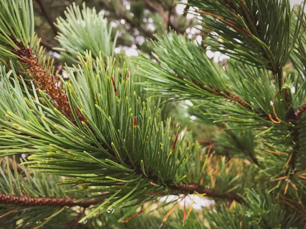 Pine needles