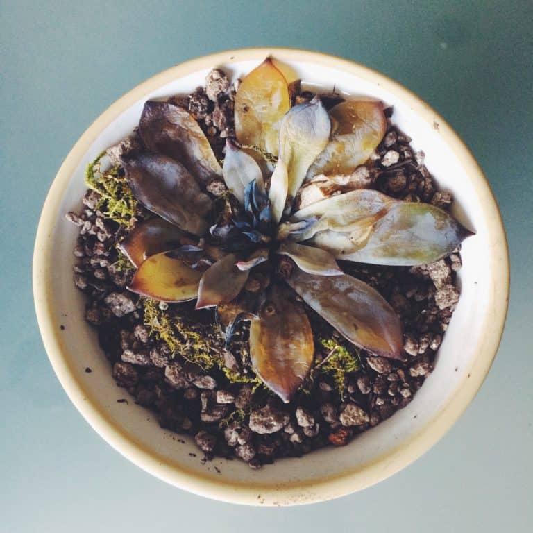 Meaning of Leaves in Dreams