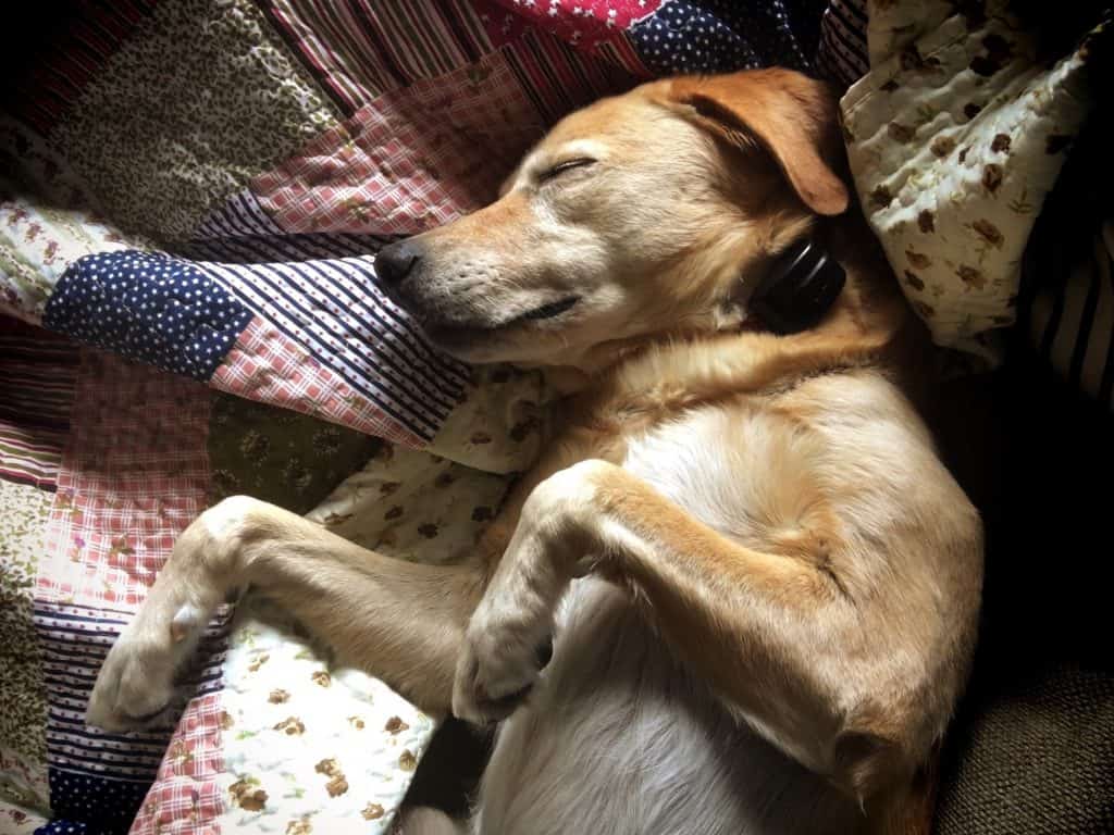 Sleeping dog on a quilt