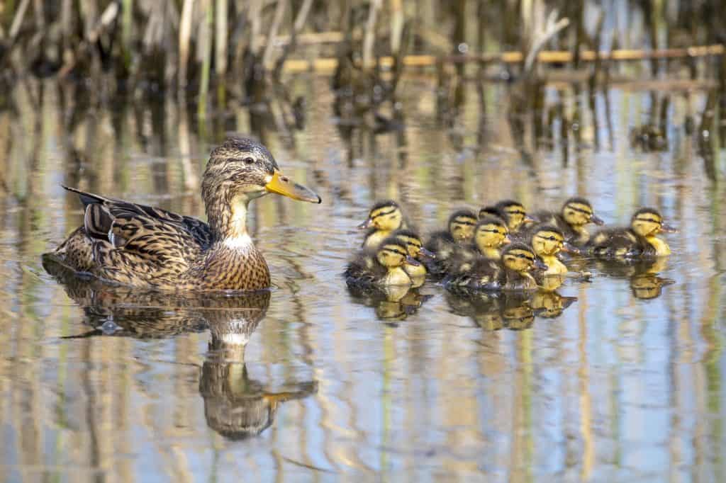 Duck with ducklings in pond