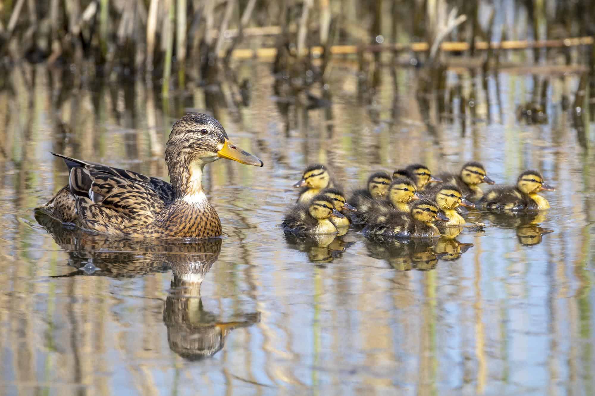 Dreaming of Ducks Meaning