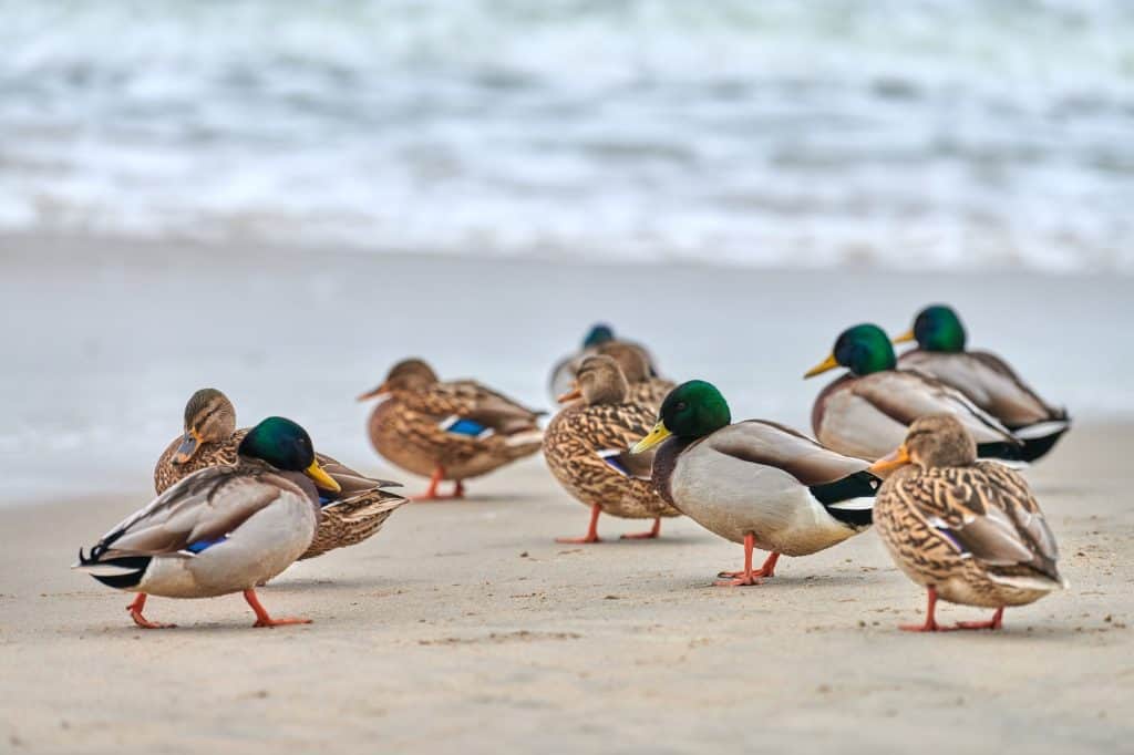 Flock of mallard ducks on coastline near sea