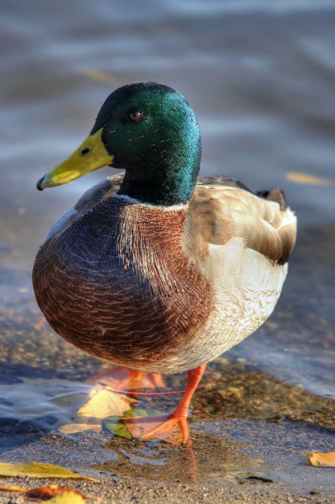 Wild duck