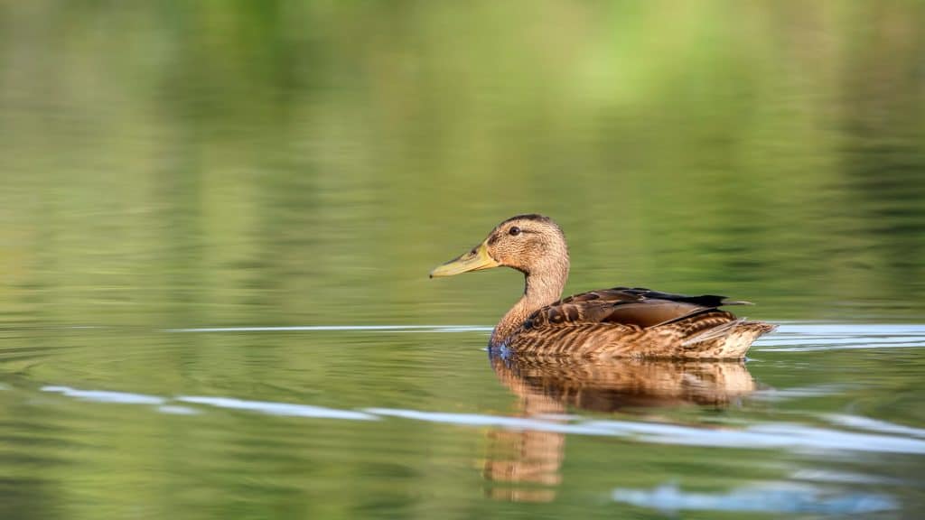 Wild duck . Wild duck on takeoff, flying, splashing.