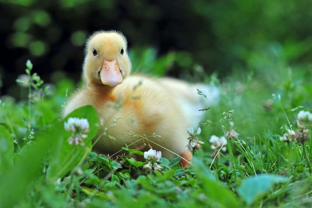 Young duck